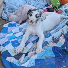 TipTon - Harlequin male Great Dane puppy in Turon, Kansas from RCM Great Danes