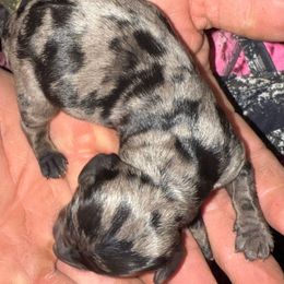 Boy 1 - Dapple male Dachshund puppy in Palm Coast, Florida from Michelle’s Mini Dachshunds