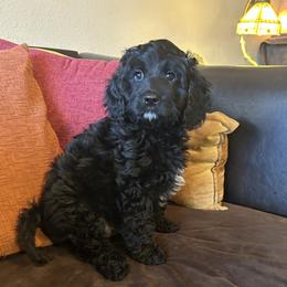 JoJo - Boy - Black and white male Cavapoo puppy in Tempe, Arizona from Springerdoodles Plus AZ