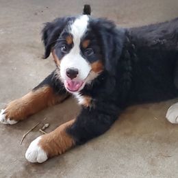 Purple Raine - Tri-color Bernese Mountain Dog puppy in Justin, Texas from King Swiss Acres of North Texas