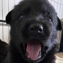 German Shepherd Puppies from Markenhaus Working German Shepherds