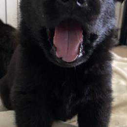 German Shepherd Puppies from Markenhaus Working German Shepherds