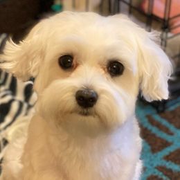 Maltipoos, Morkies, and Yorkshire Terriers from Mindie’s Minis