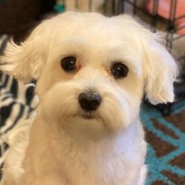 Maltipoos, Morkies, and Yorkshire Terriers from Mindie’s Minis