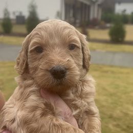 Goldendoodle Puppies from Ellie's Goldendoodles