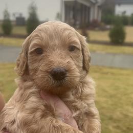 Goldendoodle Puppies from Ellie's Goldendoodles