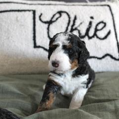 Golden Mountain Doodle Puppies from Silver Barn Doodles