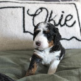 Golden Mountain Doodle Puppies from Silver Barn Doodles