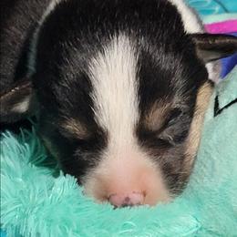 Turquoise bandana boy - Black and tan male Pembroke Welsh Corgi puppy in Cherokee, Oklahoma from MCS Farms-OK
