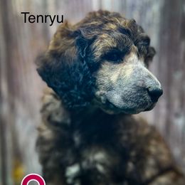 Tenyru - Sable female Poodle puppy in Greenville, North Carolina from Grace Poodles