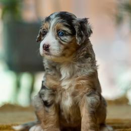 Leslie - female Australian Mountain Doodle puppy in Cortez, Colorado from Sassy Pants Pups