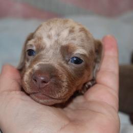 Boy 2 - Dapple male Dachshund puppy in Staley, North Carolina from Langley Farms Dachshunds