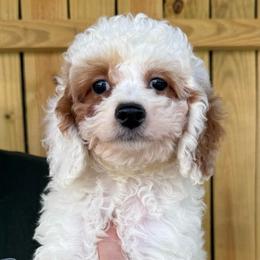 Flora - Red and white female Cockapoo puppy in Connersville, Indiana from MoonShine Babies