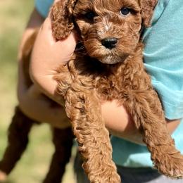 Cavapoo Puppies from The Doodle Den