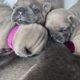 French Bulldog Puppies from Upcountry Frenchies