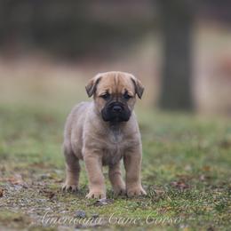 Ember - Fawn female Cane Corso puppy in Cable, Ohio from Americana Cane Corso