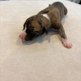 Pecan - Fawn brindle male Whippet puppy in Fort Myers, Florida from Rainbow Whippets