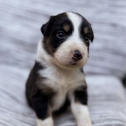 Heaven - Black tri-color female Australian Shepherd puppy in Orlando, Florida from Skaky Shepherds