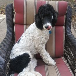 Krissey - Poodle