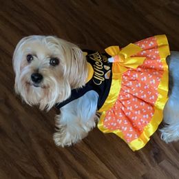 Leesi - Yorkshire Terrier