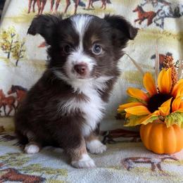 Ember - Red & white female Miniature Australian Shepherd puppy in Oroville, Washington from High Mountain Aussies