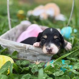 Black 1 -2150 - Black and cream female Dachshund puppy in Nashville, Arkansas from Whisenhunt Farms