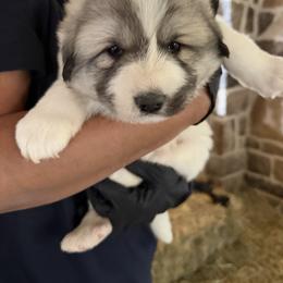 Miss Orange - White and badger female Great Pyrenees puppy in Sapphire, North Carolina from Sapphire Valley Great Pyrenees