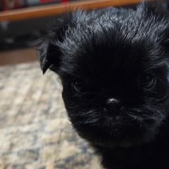 Brussels Griffons and Shih Tzus from Full of Shih Tzus