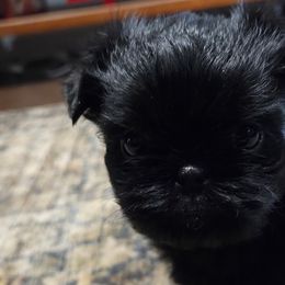 Brussels Griffons and Shih Tzus from Full of Shih Tzus