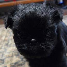 Brussels Griffons and Shih Tzus from Full of Shih Tzus