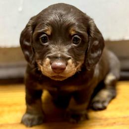 Hermes - Chocolate and tan male Dachshund puppy in Plaucheville, Louisiana from Rice City Doxies