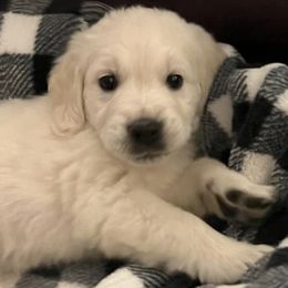Golden Retrievers from Snowy Mountain Retrievers