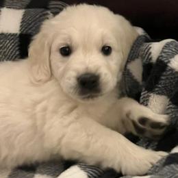 Golden Retrievers from Snowy Mountain Retrievers