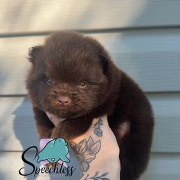 Flynn- 3800.00 dollars - Chocolate and tan male Pomeranian puppy in Perry County, Ohio from Speechless Pom’s