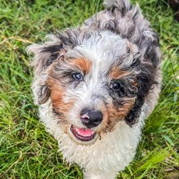 Doc - Merle male Goldendoodle puppy in Fate, Texas from Tiny Paws Goldendoodles