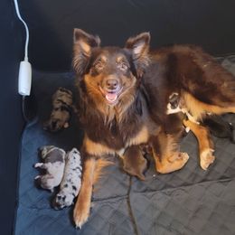 Ruby - Red tri-color female Australian Shepherd puppy in Pottstown, Pennsylvania from Ramos Standards