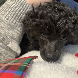 Poodle Puppies from Clarion Poodles