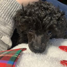 Poodle Puppies from Clarion Poodles