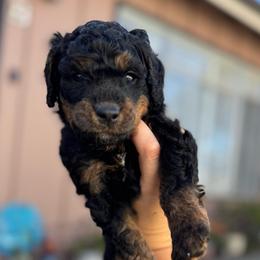 Hickory - Phantom male Poodle puppy in Grover Beach, California from Central Coast Poodle Paws