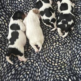Cavalier King Charles Spaniel Puppies from Charming cavaliers
