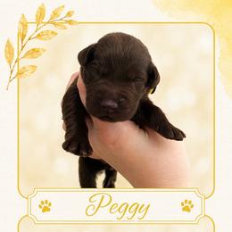 Peggy - Chocolate female Labrador Retriever puppy in Morriston, Florida from Penny Lane Labradors