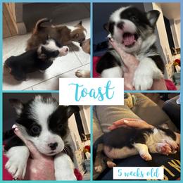 Toast - Black and tan male Pembroke Welsh Corgi puppy in Dickinson, Texas from Careaga Farms