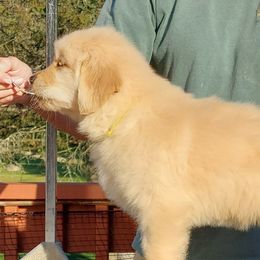 Golden Retriever Puppies from Cashmere Golden Retrievers