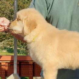 Golden Retriever Puppies from Cashmere Golden Retrievers