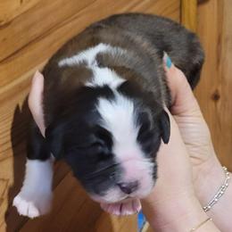 Samson - Brown and white male Saint Bernard puppy in Lowpoint, Illinois from Minnie's Majestic Saints