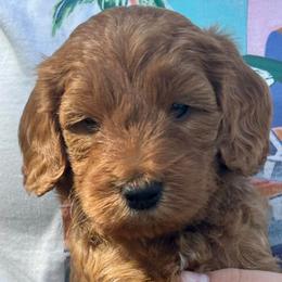 Orange - Red  male Goldendoodle puppy in Holland, Michigan from WAG 52nd
