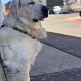 Golden Retriever All Grown Up from Jumbo’s Goldens