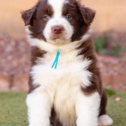 Blue collar - Red & white male Australian Shepherd puppy in Buckeye, Arizona from Wranglin Farms
