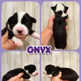 Onyx - Black and white female American Corgi puppy in Fort Worth, Texas from King of Hearts Kennels