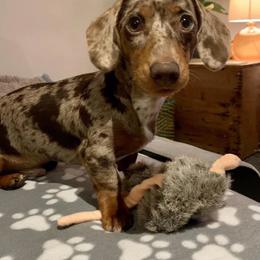 Sally - Dachshund